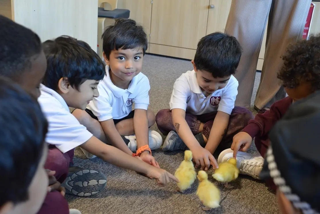  OptimizedImage,Optimized